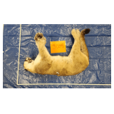 Mountain lion, whole, frozen	Pelt Tag 32962