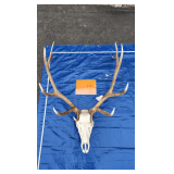 Elk Skull and Antlers 6x6
