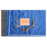 4x4 Mule deer skull cap