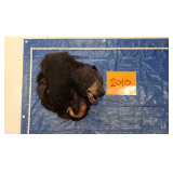 Black Bear lrg hide and skull, frozen	Pelt Tag 0092214