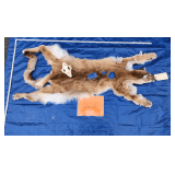 Mountain lion hide and skull, tanned