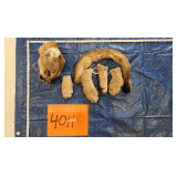 Mountain Lion Head, Paws, and Tail, frozen	Pelt Tag 33179