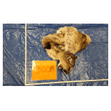 Mountain lion hide and skull, frozen Pelt Tag 33569