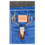 4x4 Mule deer skull mount