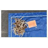 Whitetail Antlers	20lbs