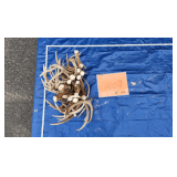 Whitetail Antlers	20lbs