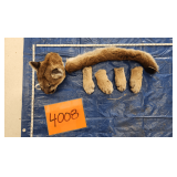 Mountain Lion Head, Paws, and Tail, frozen	Pelt Tag 33708