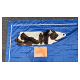 Black bear hide, salted Pelt Tag 0090154