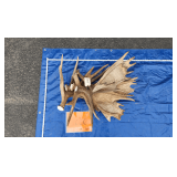 Moose Antlers  44lbs