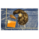 Wolf hide and skull, salted Pelt Tag 7520