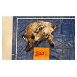 Mtn Lion hide and skull, frozen Pelt Tag: 0028525