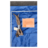 Elk antlers, spikes	3 lbs