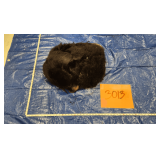 Black bear hide and skull, frozen	Pelt Tag 89474