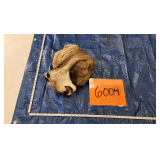 Mountain lion hide and skull, frozen	Pelt Tag 32160