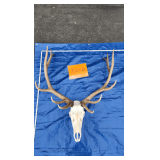 6x6 elk European mount