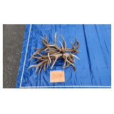 Elk antlers, 2 sets ivory 33 lbs