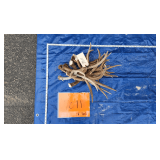 Mule Deer Antlers		9lbs