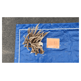 Mule Deer Antlers	20lbs