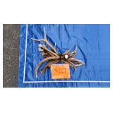 Elk raghorn antlers 14 lbs