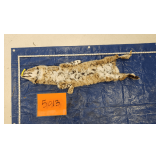 Skinned bobcat hide	Pelt Tag IDB2501504