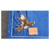 Moose antlers	 11.5 lbs