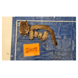 Mtn Lion head, tail, paws, frozen Pelt Tag 0034371