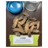 Assortment of rattlesnake rattles - snakes not included