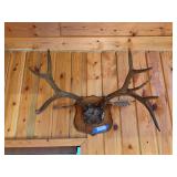 Mule deer antlers and an arrow