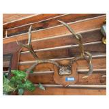 Mule deer horns - screwed to wall