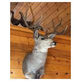 Mule deer shoulder mount