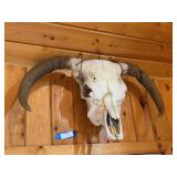 Old steer skull