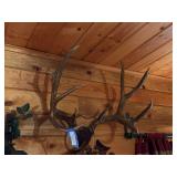 Mule deer antlers