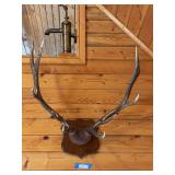 European elk mount