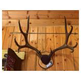 Mule deer antlers and an arrow
