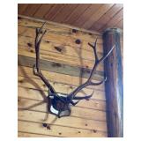 European elk antler mount