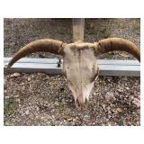 Steer skull