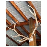 Large set of elk antlers marked 2006 - please bring screwdriver