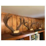 Blacktail antlers, Whitetail antlers, mule deer antlers, and pronghorns