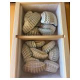 Fossilized shells some that have been polished
