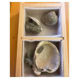 Fossilized shells