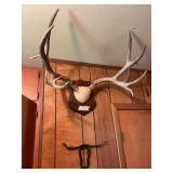 Large mule deer horns with bull key rack