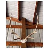 Elk antlers - bring screwdriver
