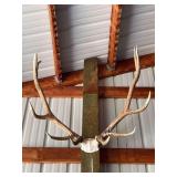 ￼￼ Set of Elk antlers - please bring screwdriver