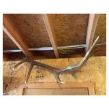 Large elk antler