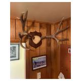 Mule deer horns and buffalo picture