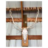 European Mount Elk antlers - please bring screwdriver