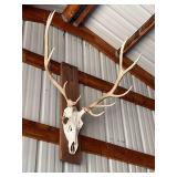 European style elk antlers - bring screwdriver