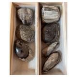 Drawer full of polished petrified wood