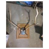Elk antler mount approx 32' wide