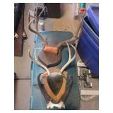 Two sets of deer antlers and pronghorn